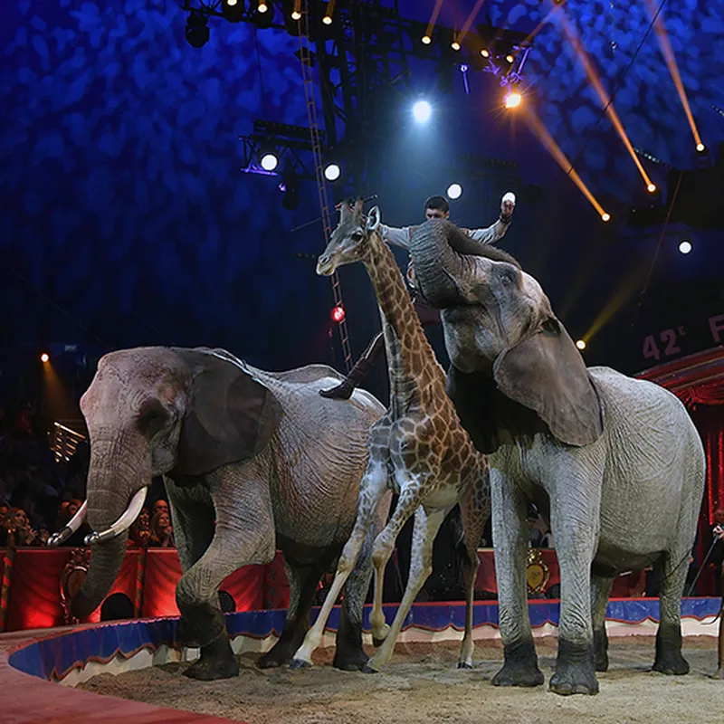 circus animal pictures