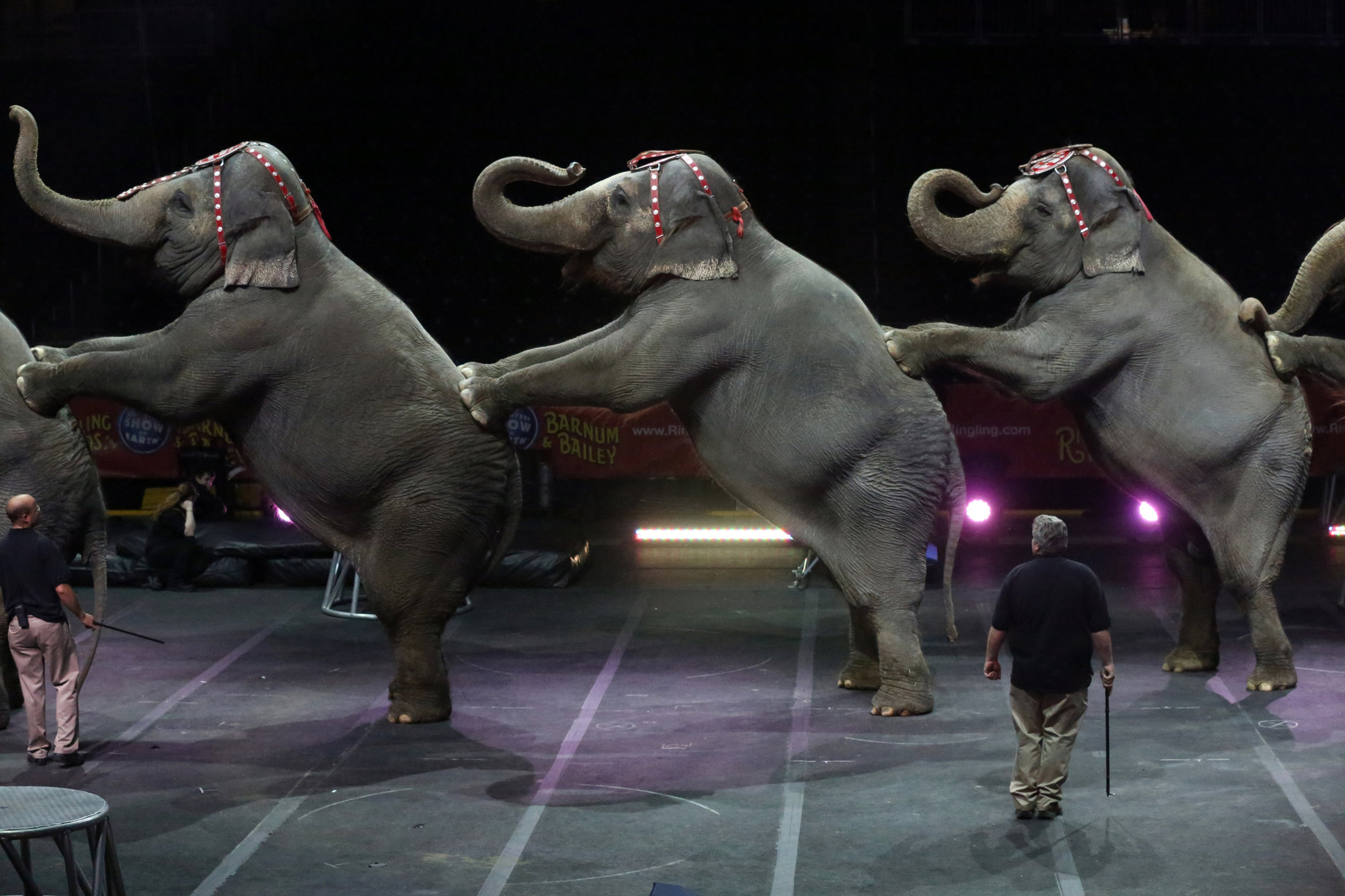 circus elephants