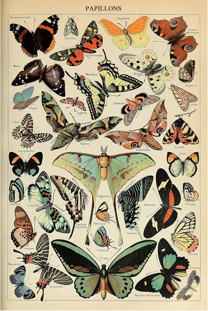 Vintage Butterfly Wall Art Colourful Various Butterflies Canvas ...