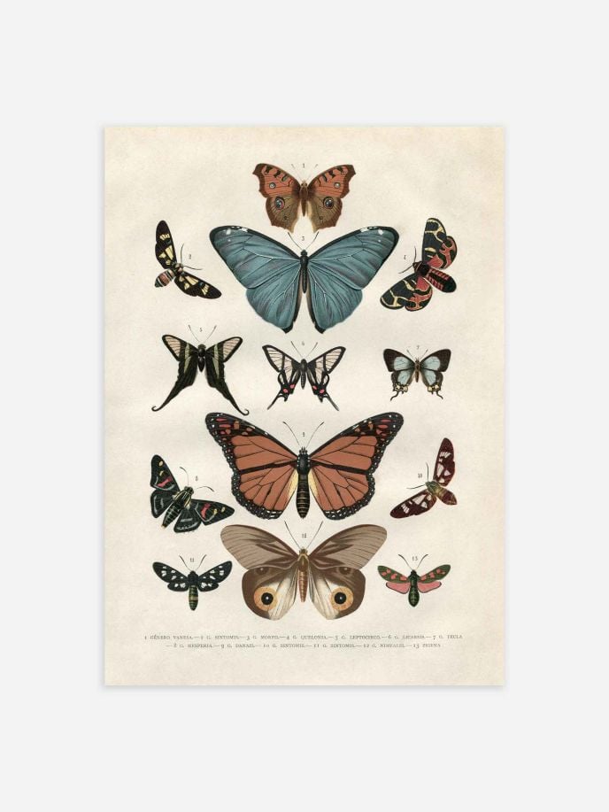Vintage Butterflies Poster