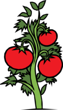 clipart tomato plant