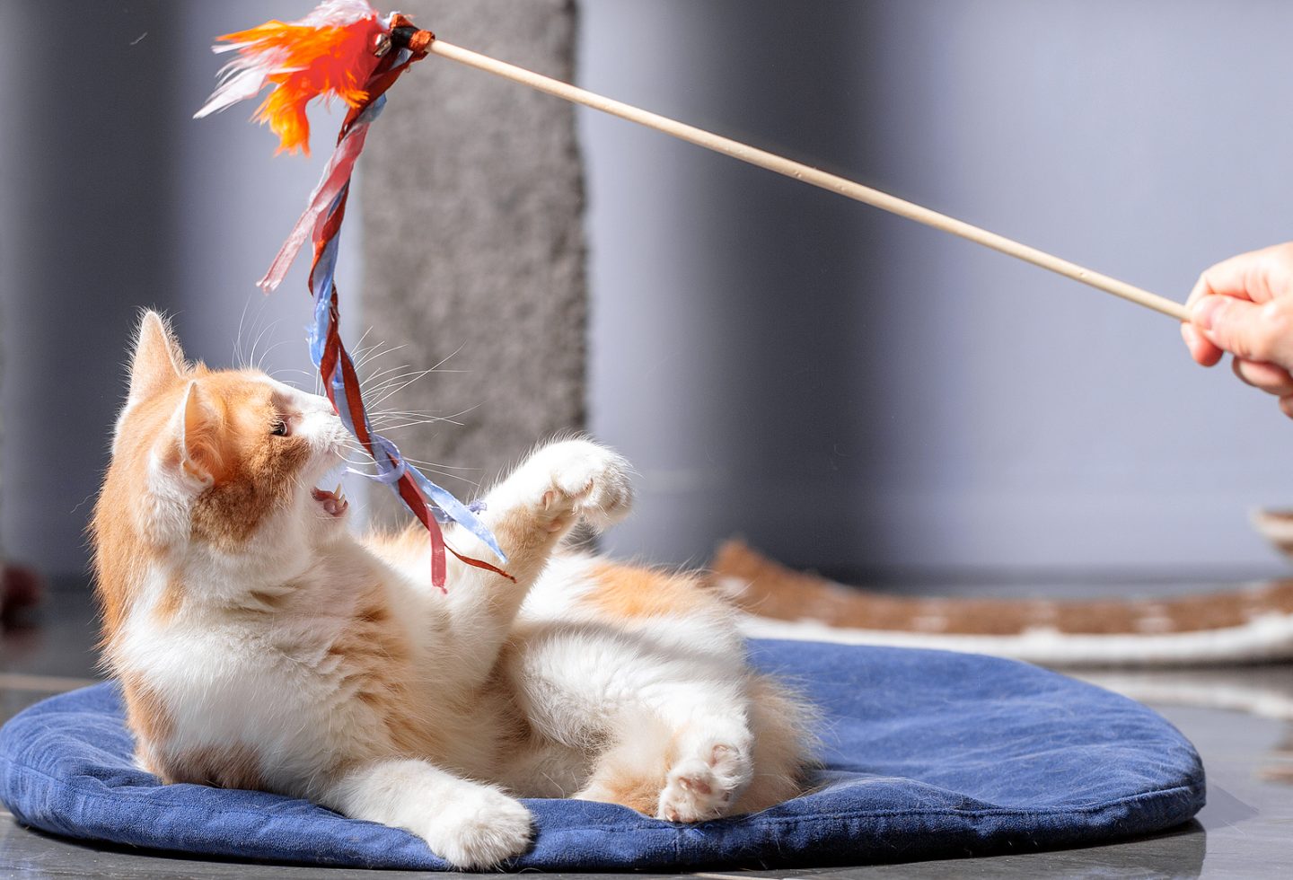 cliparts cat toy 2024