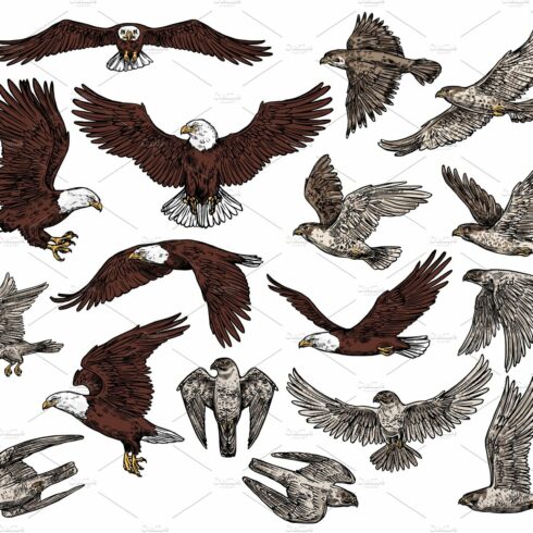 cliparts eagle drawing 2024