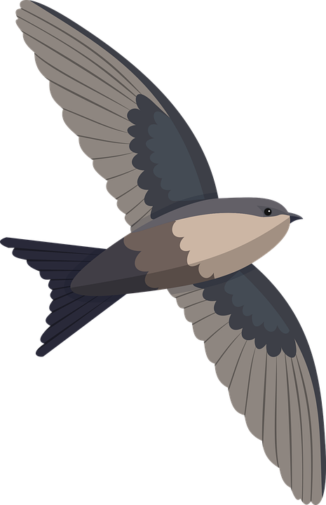 cliparts swift