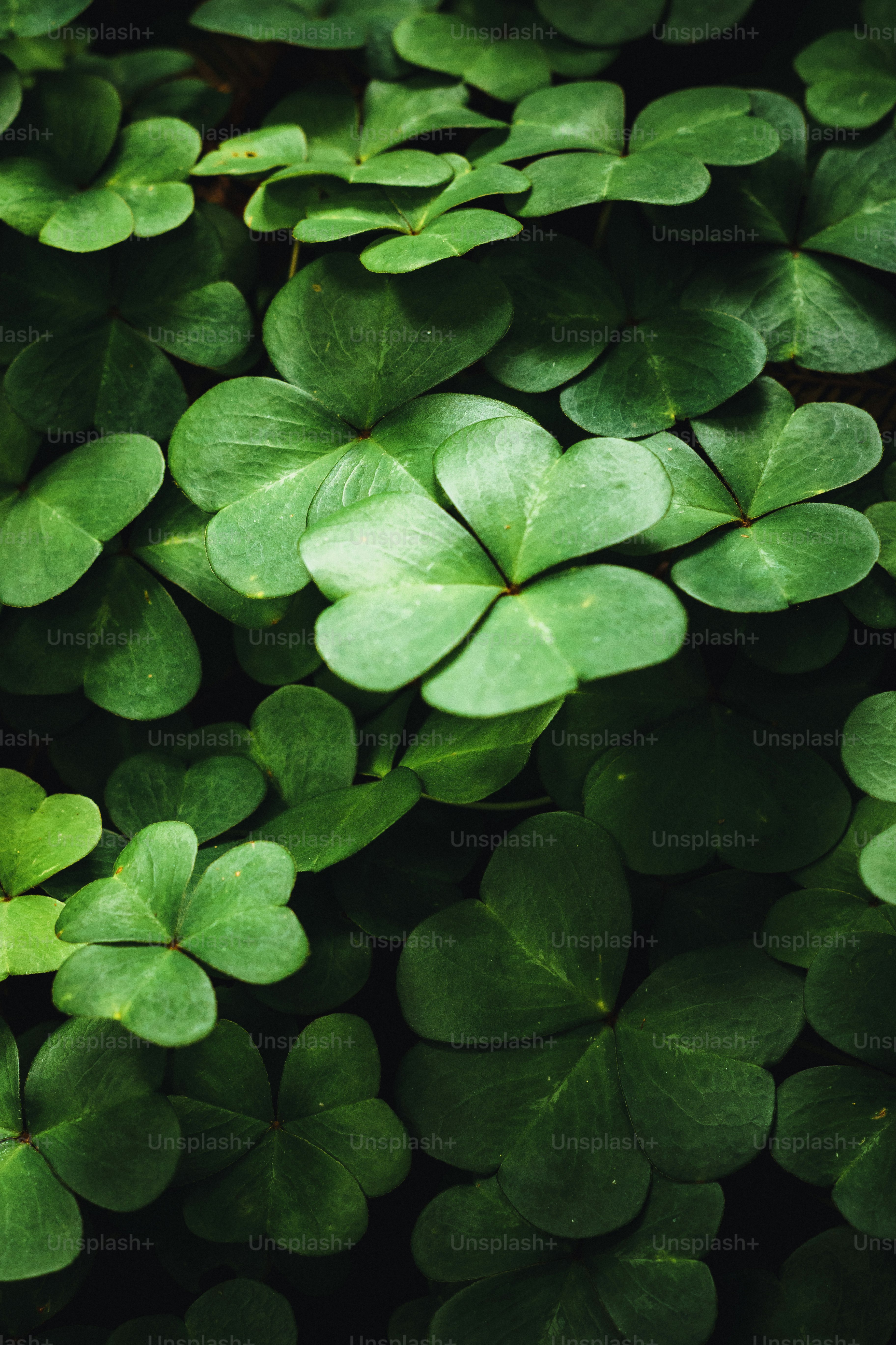 Clover Leaf Pictures | Download Free Images on Unsplash