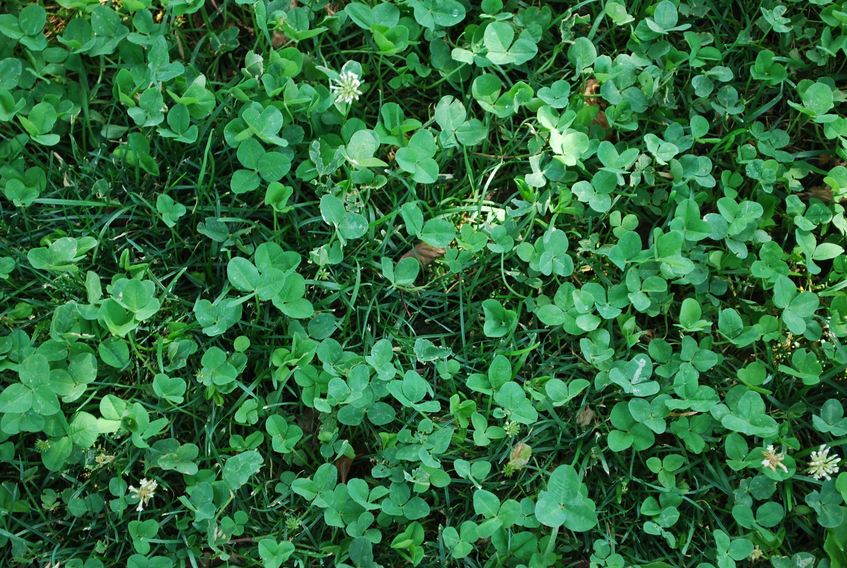 Clover Leaf Pictures | Download Free Images on Unsplash