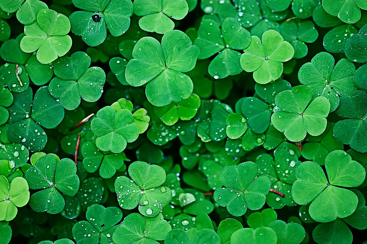 Shamrocks vs. Clovers. Whats the Difference? - Little Raes ...