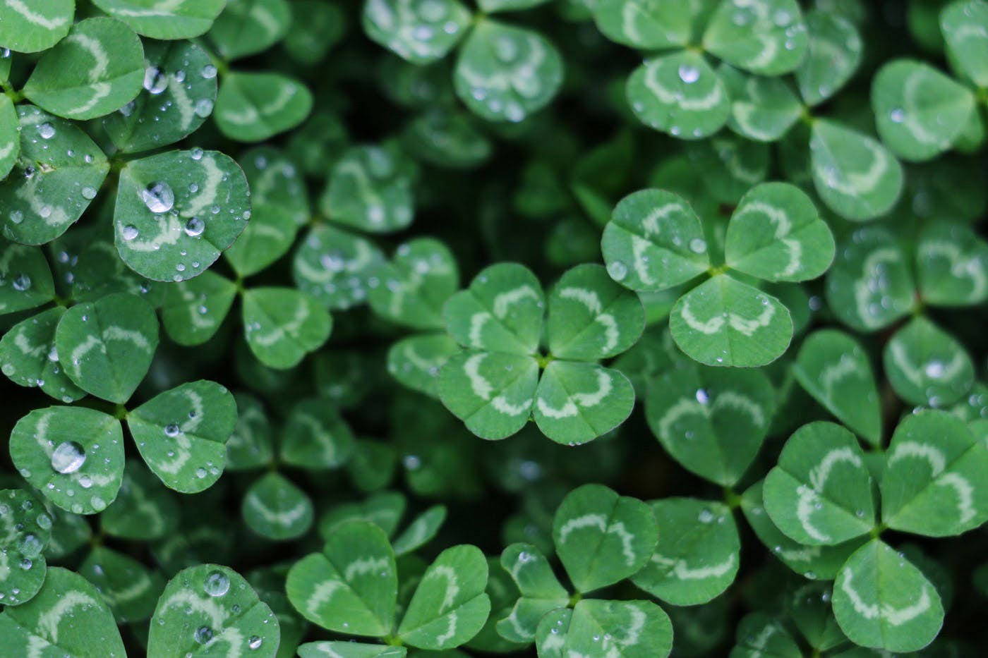 clovers