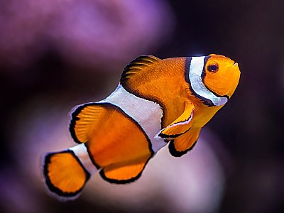 clown fish
