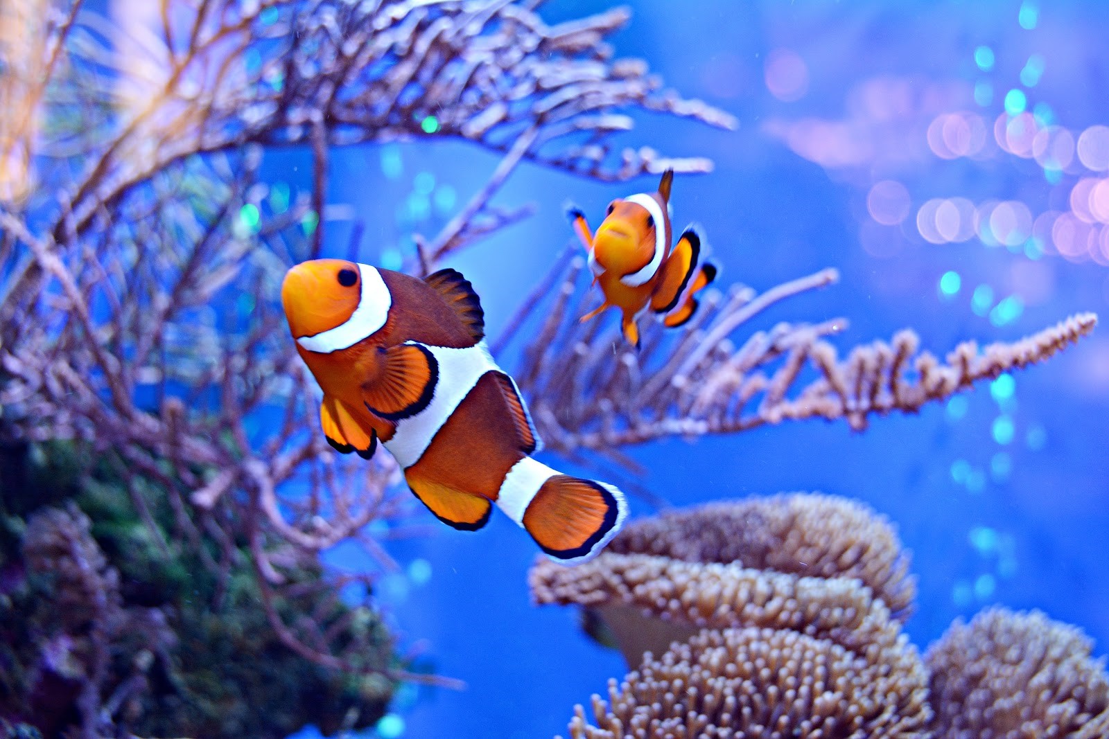clown fish