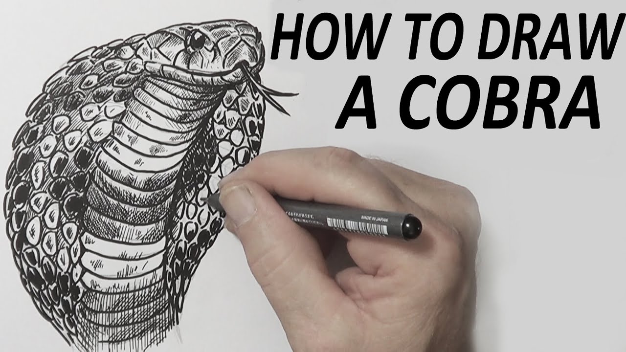 cobra drawing