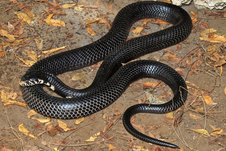 Africas biggest cobra is five species, not one, study finds