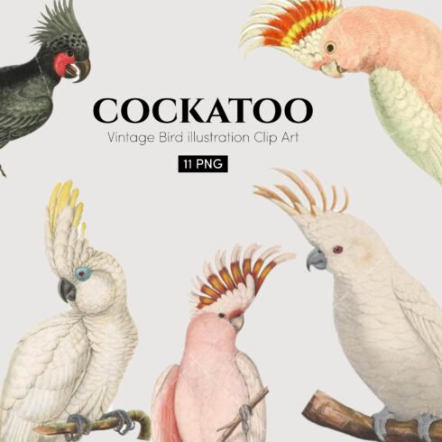 cockatoo clipart 2024