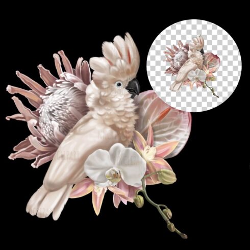 cockatoo clipart 2024