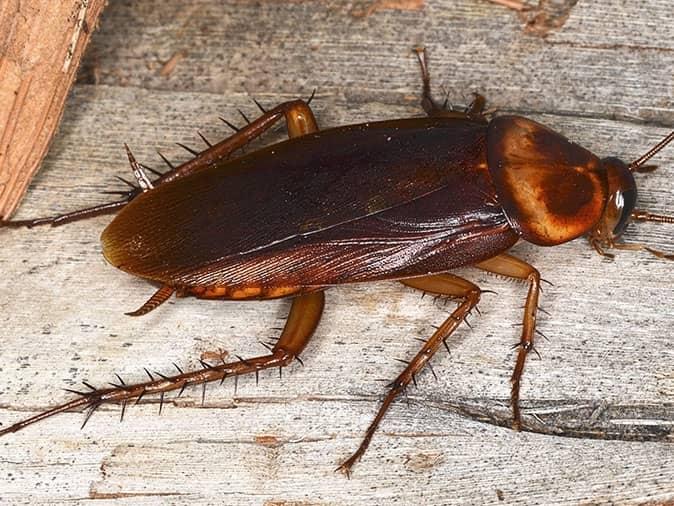 cockroach pictures images