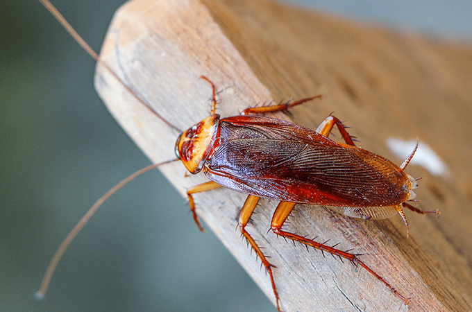 Expert Pest Control Blog | Nozzle Nolen