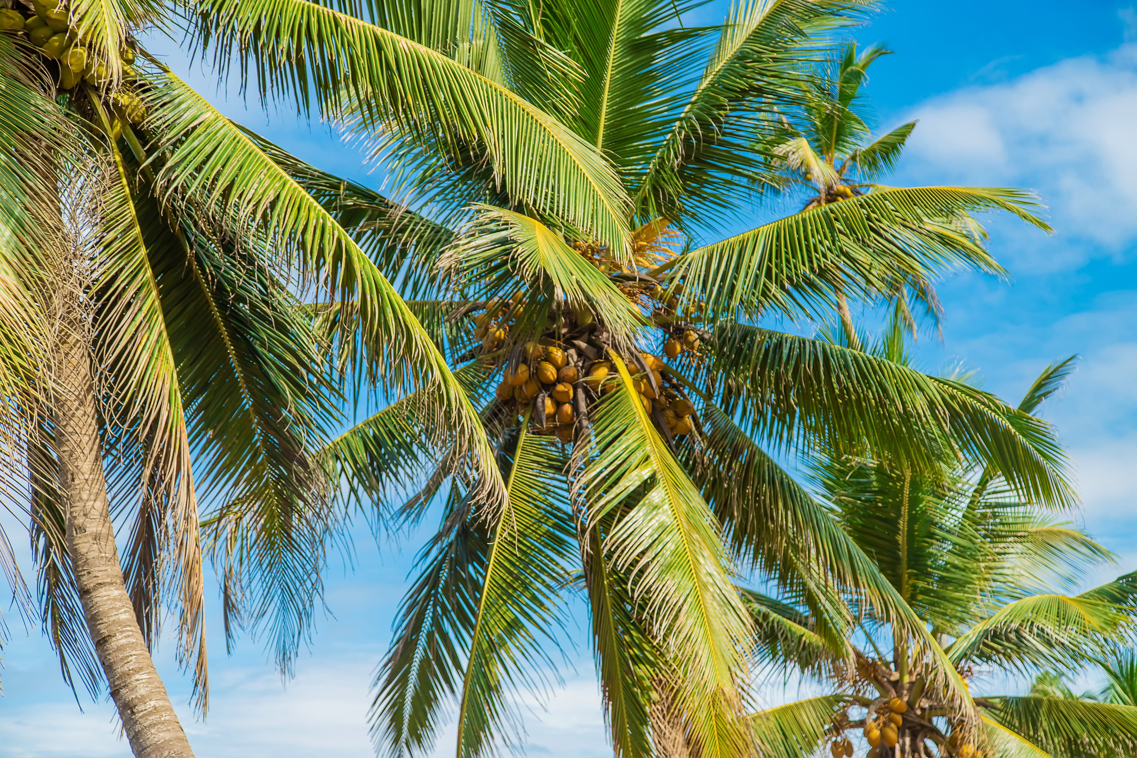 10 Essential Steps to Successfully Care for Your Coconut Trees