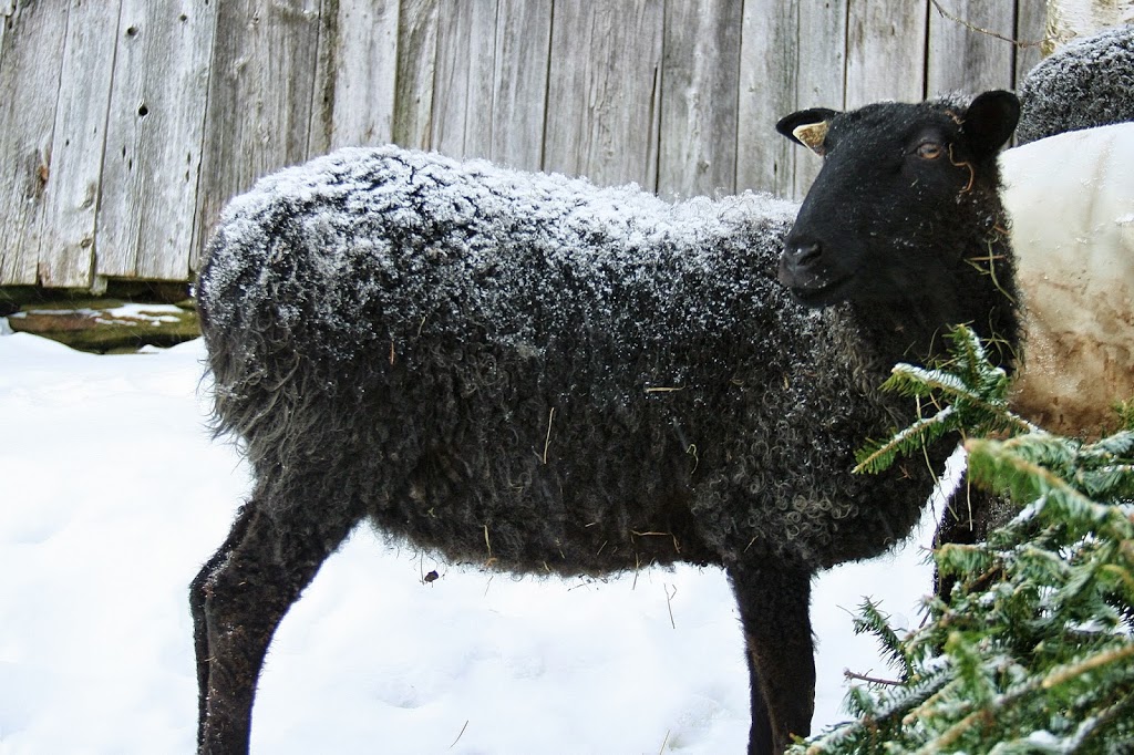 How Can Sheep Survive Bitter Cold Weather - Living with Gotlands
