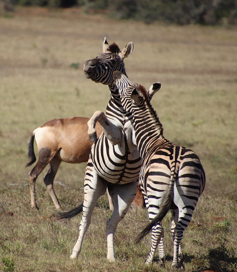 colorful zebra cliparts 2024