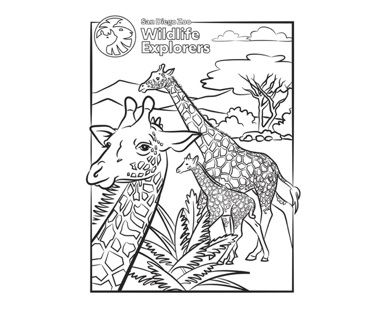 coloring pages of giraffes