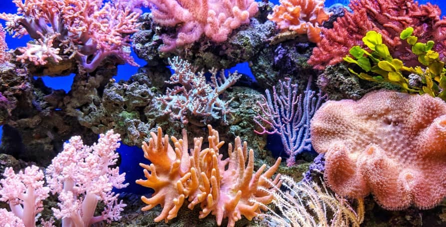 Everything You Need to Know About Coral Reefs