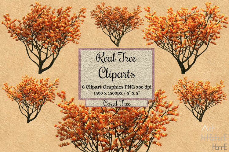 coral tree cliparts