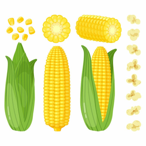 19+ Corn Clipart for 2024 - MasterBundles