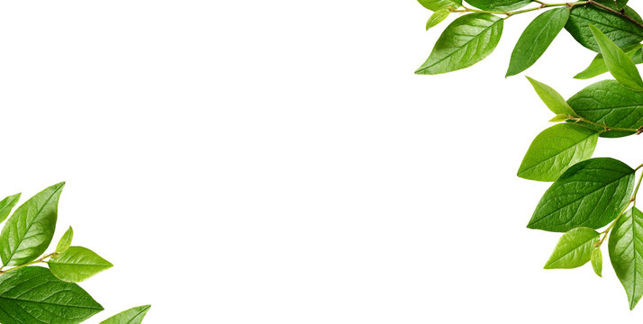 Corners with green leaves Stock-Foto | Adobe Stock