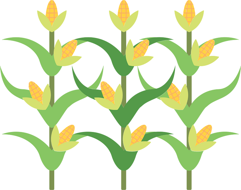Corn field - Free vector clipart images on clipart library.com