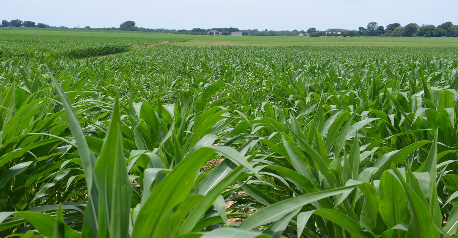 5 things you could learn walking cornfields