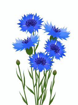 cornflower cliparts 2024