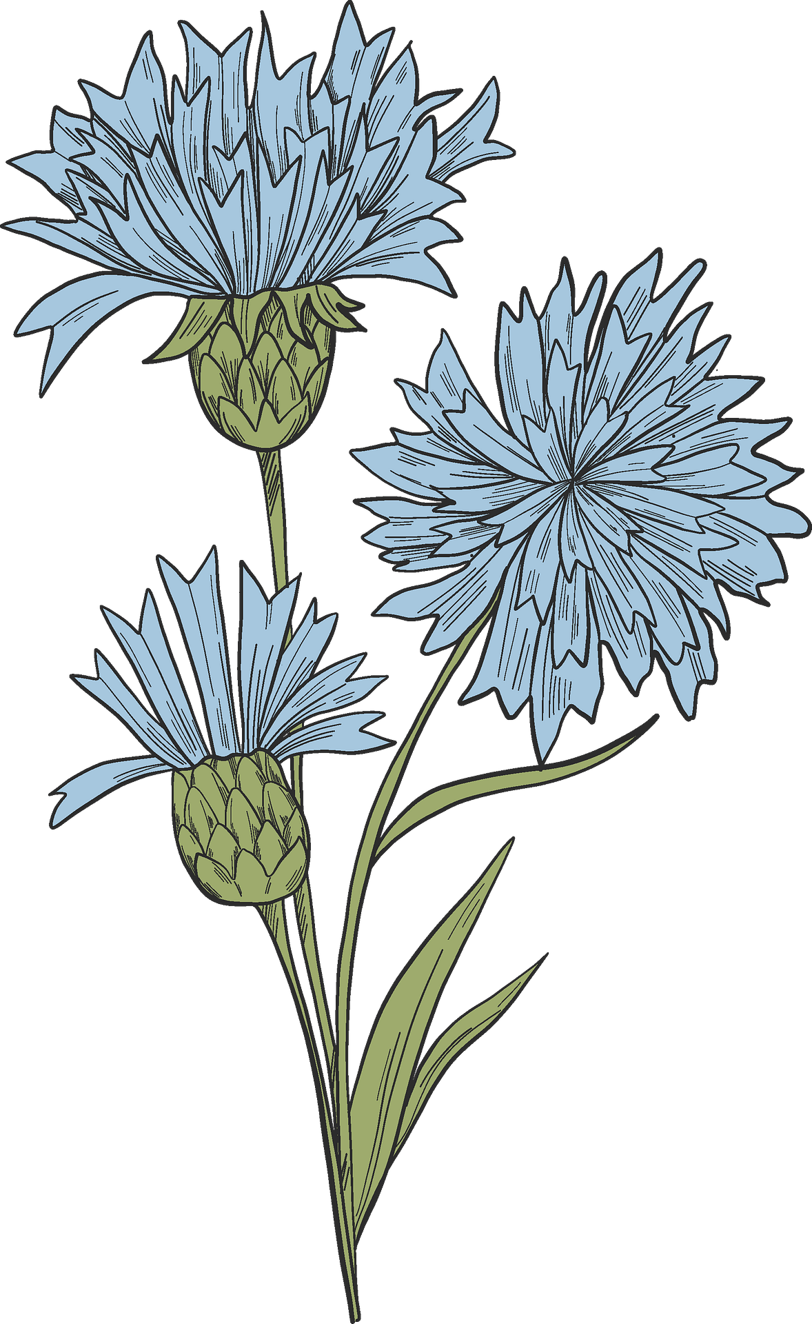 cornflower cliparts 2024