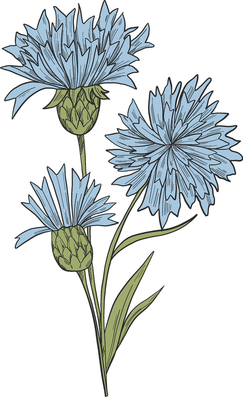 Cornflower - Free vector clipart images on clipart library.com