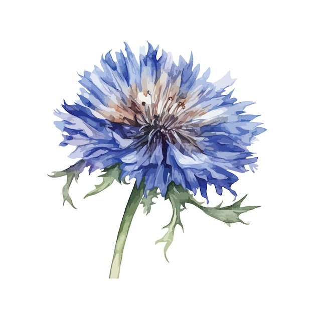 Premium Vector | Cornflower flower clipart isolated vector ...