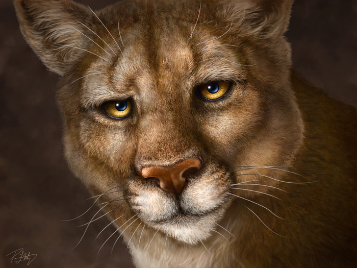 cougar cliparts 2024