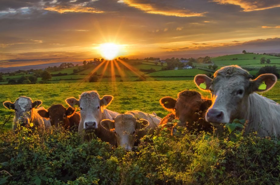 Curious Questions: Are cows actually super-intelligent? - Country Life