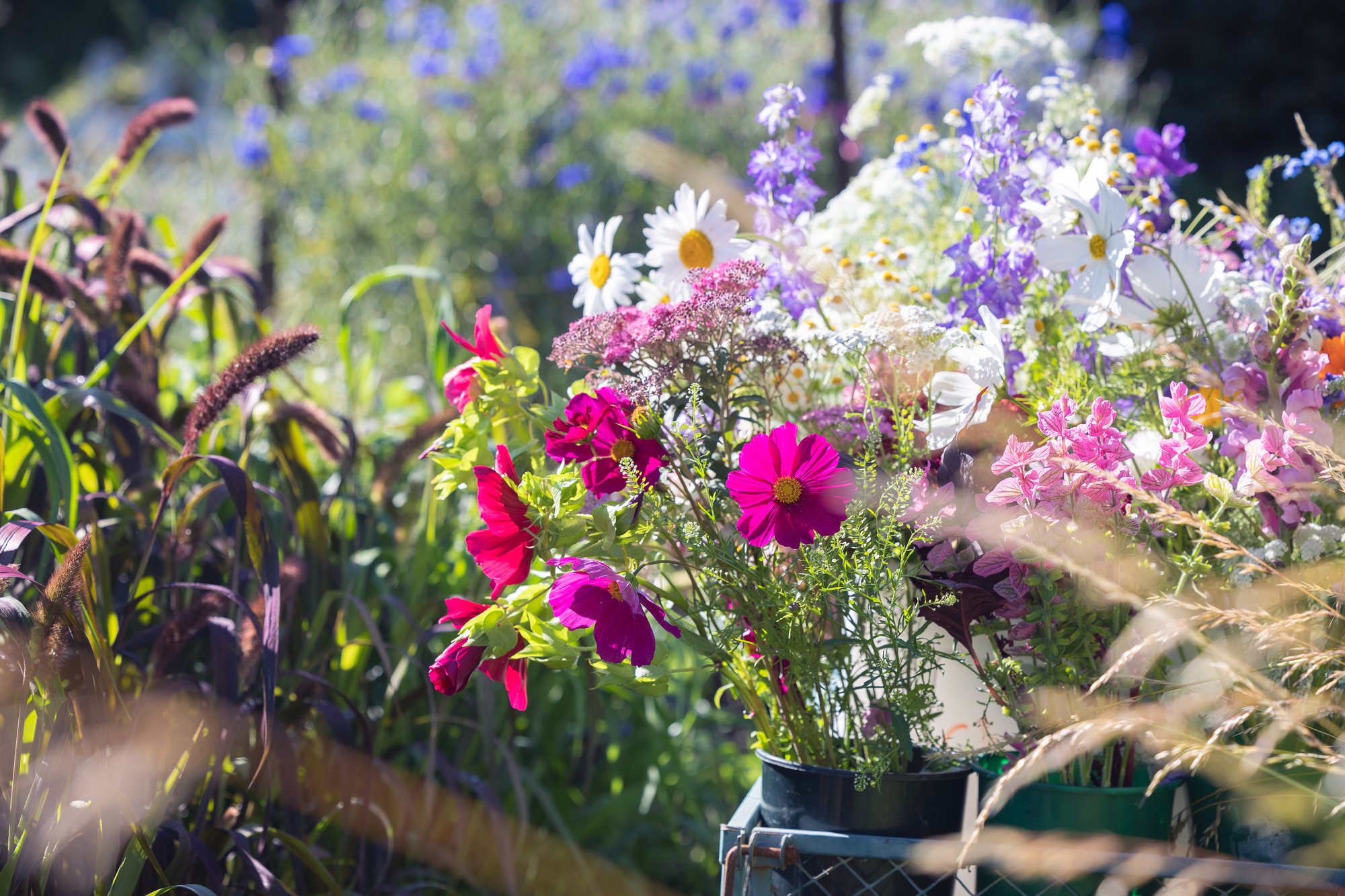 country flowerss