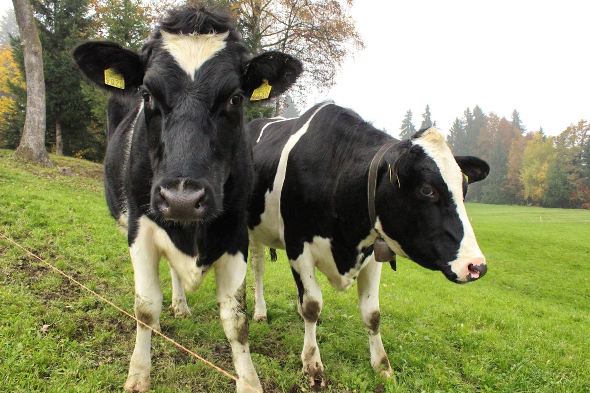 cow animals