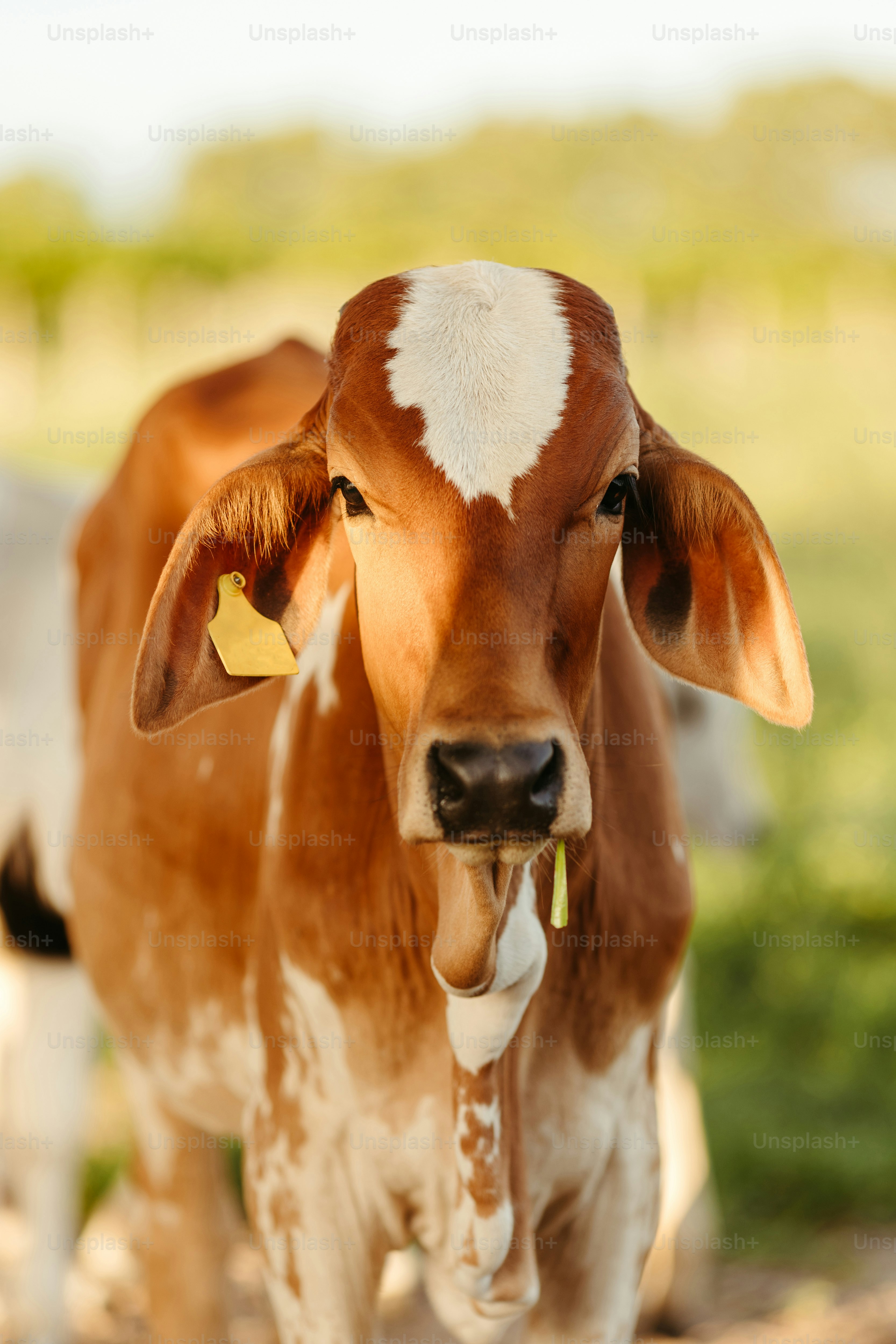 100+ Cattle Pictures | Download Free Images on Unsplash