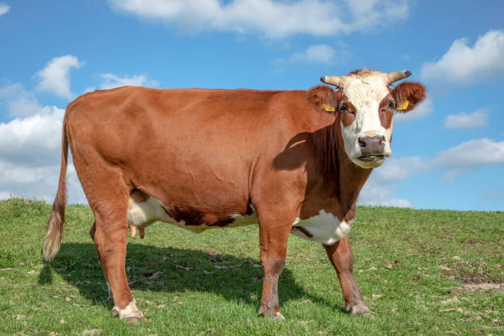 Cow - A-Z Animals