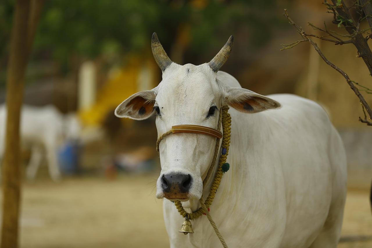 20,000+ Free Indian Cow &amp; Cow Images - Pixabay