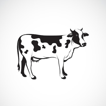 Premium Vector | Vector of cow on white background, Farm animal ...