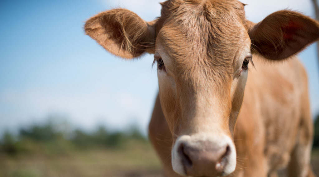 cows