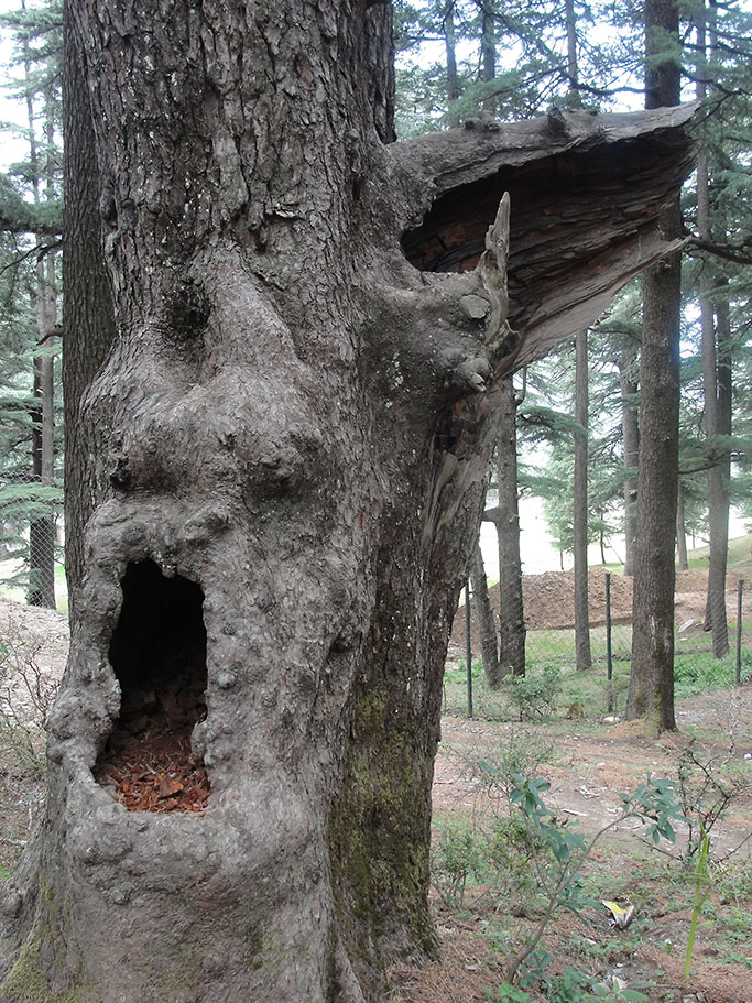 Spooky Trees – Sticks &amp; Stones