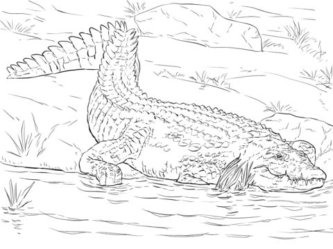 Free &amp; Printable realistic nile crocodile coloring page Coloring ...