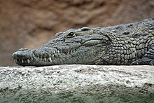 Crocodile - Wikipedia