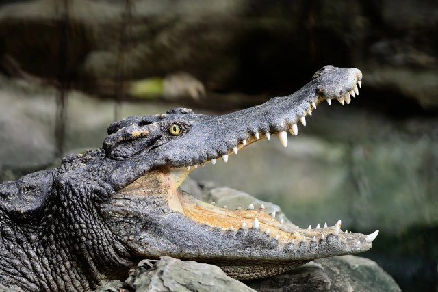 What Did Ancient Crocodiles Eat? Study Says as Much as a Snout ...