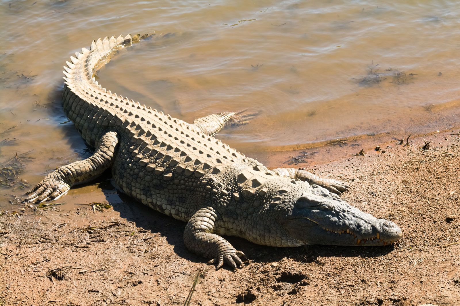 Crocodile | Habitat, Species, Diet, &amp; Facts | Britannica