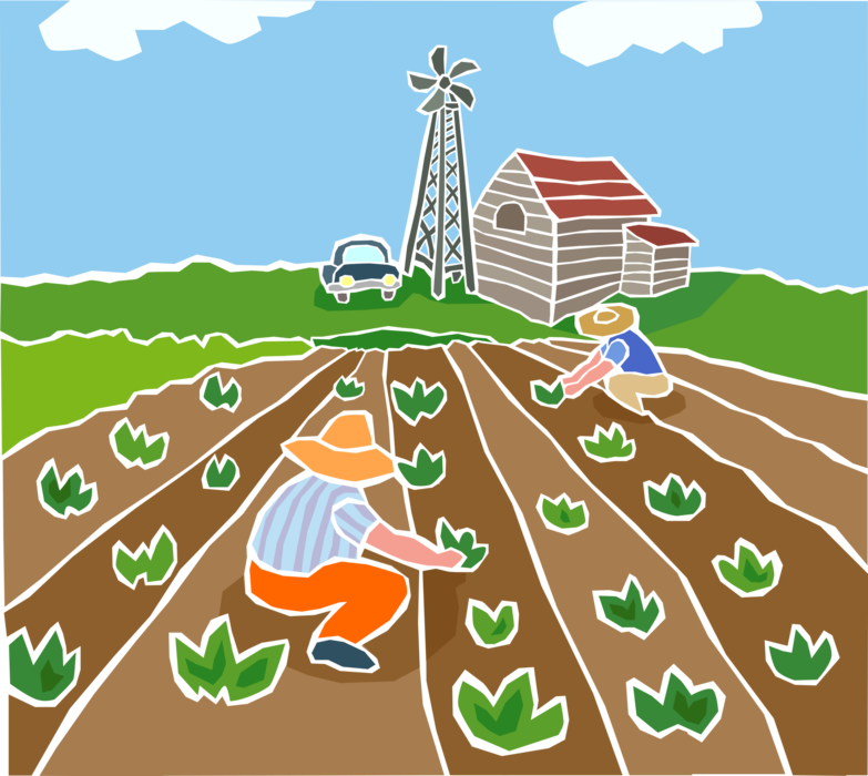 Corn Crops Clipart Transparent Background, Crop Corn Beautiful ...