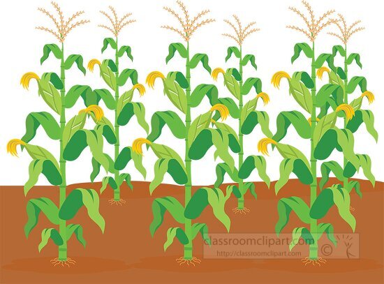 Agriculture Clipart-corn crops agriculture clipart